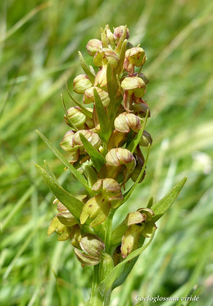 Monti della Laga, N.widderi, P.albida var. tricuspis e altre orchidee 27 giugno 2015